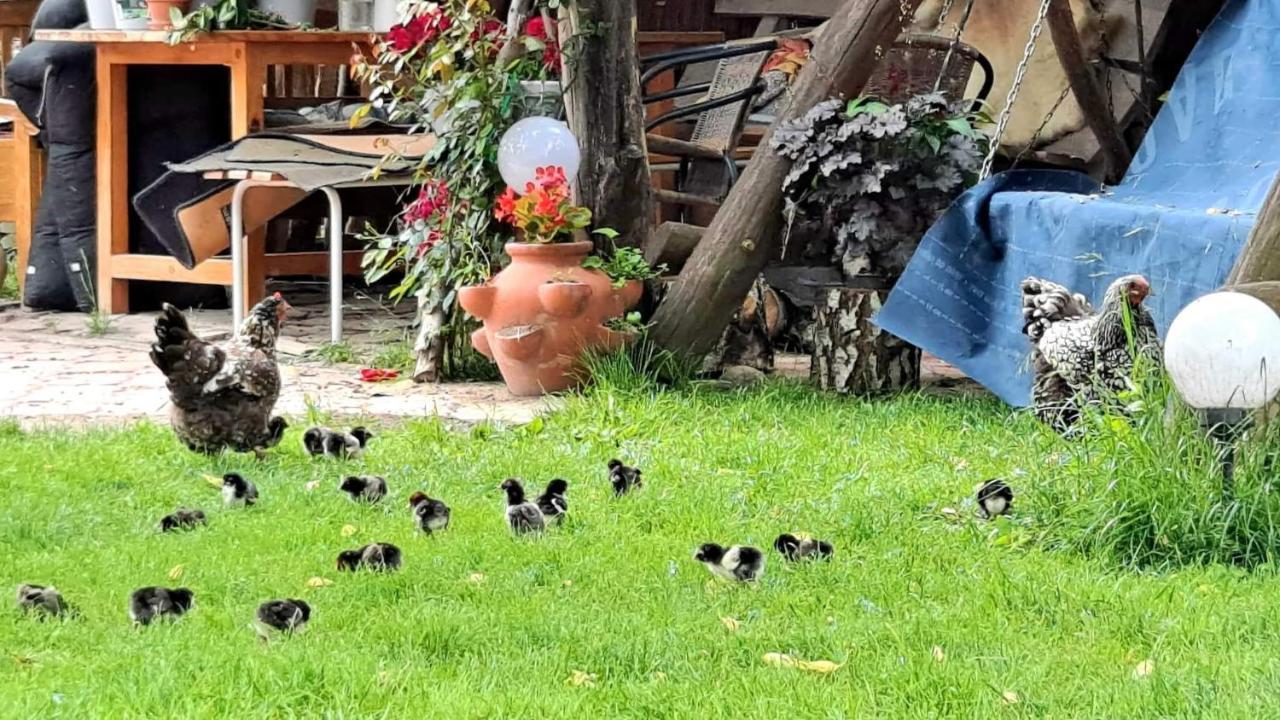 Agroturystyka Pod Kogutem Zamość Esterno foto